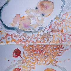 Fetus VI & VII/ 2x 16x12.5/ Watercolor